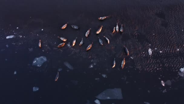 Fur Seals Lie Shore Black Sand Beach Iceland Ocean Coast — Stok video