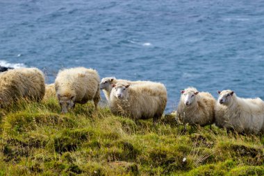 Ocean Coastline yakınlarındaki Dağ Çayırında İzlanda Koyun Otlağı, Saf ve Temiz Doğadaki Ev Hayvanları Grubu. Ekolojik olarak Temiz Kuzu eti ve Yün Üretimi. Manzara Bölgesi. Yüksek kalite fotoğraf