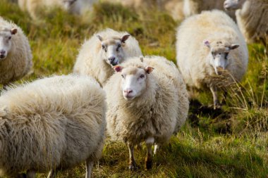Ocean Coastline yakınlarındaki Dağ Çayırında İzlanda Koyun Otlağı, Saf ve Temiz Doğadaki Ev Hayvanları Grubu. Ekolojik olarak Temiz Kuzu eti ve Yün Üretimi. Manzara Bölgesi. Yüksek kalite fotoğraf
