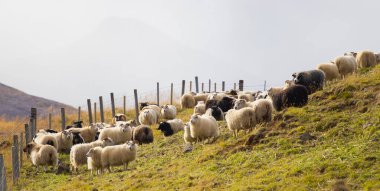 Icelandic Sheep Graze in the Mountain Meadow, Group of Domestic Animal in Pure and Clear Nature. Beautiful Icelandic Highlands. Ecologically Clean Lamb Meat and Wool Production. Scenic Area.