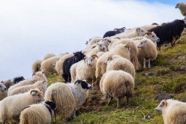 Icelandic Sheep Graze in the Mountain Meadow, Group of Domestic Animal in Pure and Clear Nature. Beautiful Icelandic Highlands. Ecologically Clean Lamb Meat and Wool Production. Scenic Area.