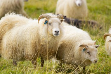 Icelandic Sheep Graze in the Mountain Meadow, Group of Domestic Animal in Pure and Clear Nature. Beautiful Icelandic Highlands. Ecologically Clean Lamb Meat and Wool Production. Scenic Area.