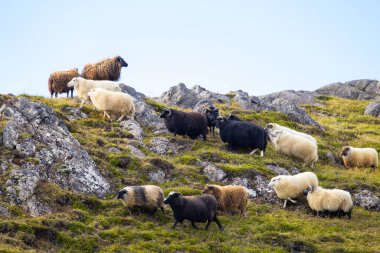 Icelandic Sheep Graze in the Mountain Meadow, Group of Domestic Animal in Pure and Clear Nature. Beautiful Icelandic Highlands. Ecologically Clean Lamb Meat and Wool Production. Scenic Area.