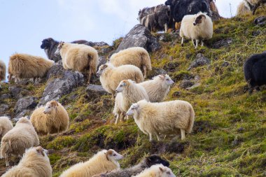 Icelandic Sheep Graze in the Mountain Meadow, Group of Domestic Animal in Pure and Clear Nature. Beautiful Icelandic Highlands. Ecologically Clean Lamb Meat and Wool Production. Scenic Area.
