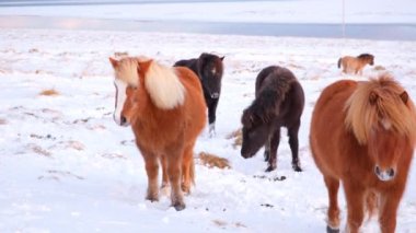 Horses In Winter. Rural Animals in Snow Covered Meadow. Pure Nature in Iceland. Frozen North Landscape. Icelandic Horse is a Breed of Horse Developed in Iceland. Shot in 8k Resolution.