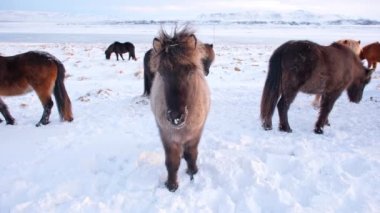 Horses In Winter. Rural Animals in Snow Covered Meadow. Pure Nature in Iceland. Frozen North Landscape. Icelandic Horse is a Breed of Horse Developed in Iceland. Shot in 8k Resolution.