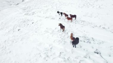 Horses Running in Winter Field. Rural Animals in in Snow Covered Meadow. Pure Nature in Iceland. Frozen North Landscape Aerial View 4k. Icelandic Horse is a Breed of Horse Developed in Iceland.