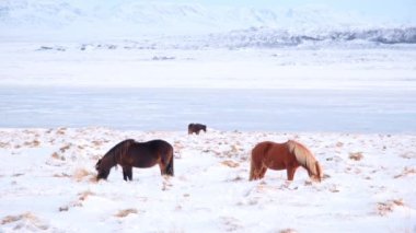 Horses In Winter. Rural Animals in Snow Covered Meadow. Pure Nature in Iceland. Frozen North Landscape. Icelandic Horse is a Breed of Horse Developed in Iceland. Shot in 8k Resolution.