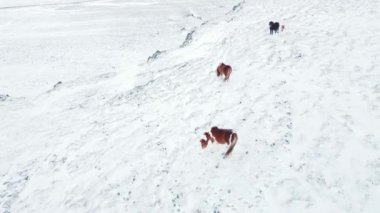 Horses Running in Winter Field. Rural Animals in in Snow Covered Meadow. Pure Nature in Iceland. Frozen North Landscape Aerial View 4k. Icelandic Horse is a Breed of Horse Developed in Iceland.