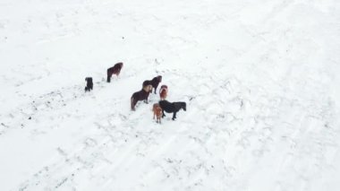 Horses Running in Winter Field. Rural Animals in in Snow Covered Meadow. Pure Nature in Iceland. Frozen North Landscape Aerial View 4k. Icelandic Horse is a Breed of Horse Developed in Iceland.