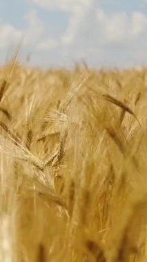 Vertical Screen: Wheat Field, Ears of Rye Swaying from the Gentle Wind. Golden Ears are Slowly Swaying in the Wind close-up. View of Ripening Wheat Field at Summer Day. Agriculture Industry. 1080x1920