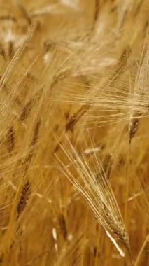 Vertical Screen: Wheat Field, Ears of Rye Swaying from the Gentle Wind. Golden Ears are Slowly Swaying in the Wind close-up. View of Ripening Wheat Field at Summer Day. Agriculture Industry. 1080x1920