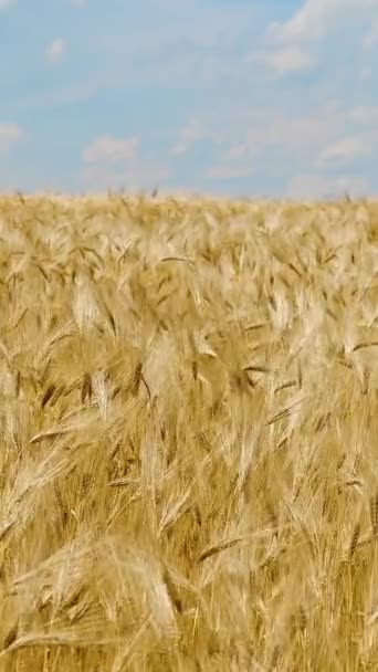 垂直屏风 麦穗在微风中摇曳 金色的桨正慢慢地在风中摇曳着 夏至时成熟的麦田景观 农业工业 1080X1920 — 图库视频影像