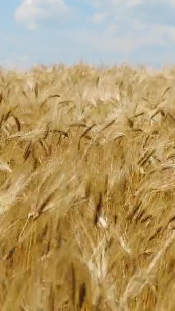 縦型スクリーン 小麦畑 優しい風から揺れるライ麦の耳 黄金の耳をゆっくりと風の近くで泳いでいる 夏の日にリペニングウィートフィールドの眺め 農業産業 1080X1920 — ストック動画