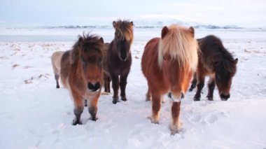 Horses In Winter. Rural Animals in Snow Covered Meadow. Pure Nature in Iceland. Frozen North Landscape. Icelandic Horse is a Breed of Horse Developed in Iceland. Shot in 8k Resolution.