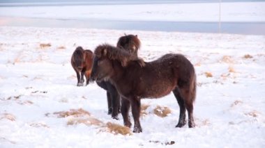 Horses In Winter. Rural Animals in Snow Covered Meadow. Pure Nature in Iceland. Frozen North Landscape. Icelandic Horse is a Breed of Horse Developed in Iceland. Shot in 8k Resolution.