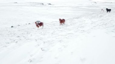 Horses Running in Winter Field. Rural Animals in Snow Covered Meadow. Pure Nature in Iceland. Frozen North Landscape Aerial View 4k. Icelandic Horse is a Breed of Horse Developed in Iceland.