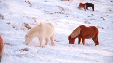 Horses In Winter. Rural Animals in Snow Covered Meadow. Pure Nature in Iceland. Frozen North Landscape. Icelandic Horse is a Breed of Horse Developed in Iceland. Shot in 8k Resolution.