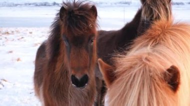 Horses In Winter. Rural Animals in Snow Covered Meadow. Pure Nature in Iceland. Frozen North Landscape. Icelandic Horse is a Breed of Horse Developed in Iceland. Shot in 8k Resolution.