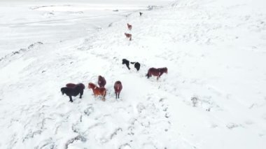 Horses Running in Winter Field. Rural Animals in Snow Covered Meadow. Pure Nature in Iceland. Frozen North Landscape Aerial View 4k. Icelandic Horse is a Breed of Horse Developed in Iceland.