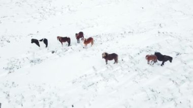 Horses Running in Winter Field. Rural Animals in Snow Covered Meadow. Pure Nature in Iceland. Frozen North Landscape Aerial View 4k. Icelandic Horse is a Breed of Horse Developed in Iceland.