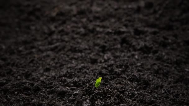 Growing Plants Time Lapse Newborn Cucumber Sprouts Germination Soil Spring — Vídeo de Stock