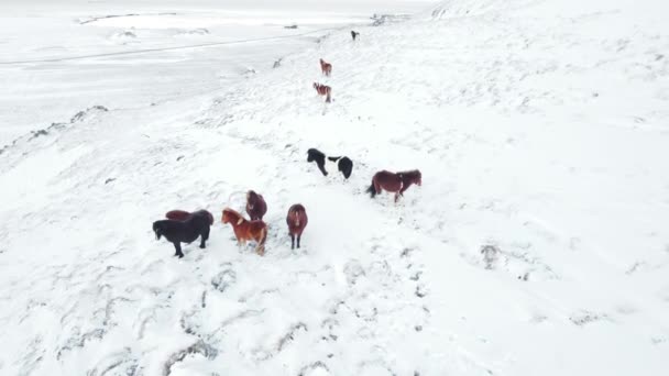 Horses Running Winter Field Rural Animals Snow Covered Meadow Pure — Stok video