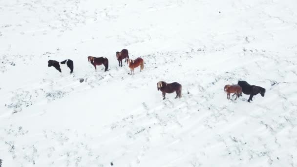 冬の畑を走る馬 雪に覆われた牧草地の農村動物 アイスランドの自然 凍結北風景空中ビュー4K アイスランド馬はアイスランドで開発された馬の品種です — ストック動画