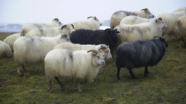 Juh Izlandon Házi Állatok Csordája Téli Havas Időjárás Gyönyörű Természet — Stock videók