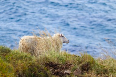 Ocean Coastline yakınlarındaki Dağ Çayırında İzlanda Koyun Otlağı, Saf ve Temiz Doğadaki Ev Hayvanları Grubu. Ekolojik olarak Temiz Kuzu eti ve Yün Üretimi. Manzara Bölgesi. Yüksek kalite fotoğraf