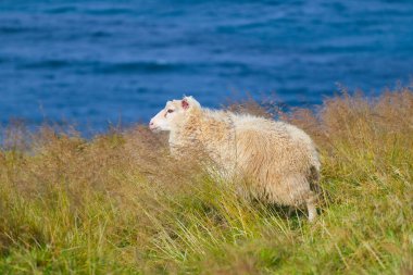 Ocean Coastline yakınlarındaki Dağ Çayırında İzlanda Koyun Otlağı, Saf ve Temiz Doğadaki Ev Hayvanları Grubu. Ekolojik olarak Temiz Kuzu eti ve Yün Üretimi. Manzara Bölgesi. Yüksek kalite fotoğraf