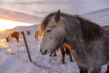 Horses In Winter. Rural Animals in Snow Covered Meadow. Pure Nature in Iceland. Frozen North Landscape. Icelandic Horse is a Breed of Horse Developed in Iceland. Shot in 8k Resolution.