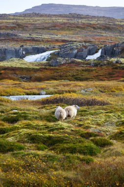 Icelandic Sheep Graze in the Mountain Meadow, Group of Domestic Animal in Pure and Clear Nature. Beautiful Icelandic Highlands. Ecologically Clean Lamb Meat and Wool Production. Scenic Area.