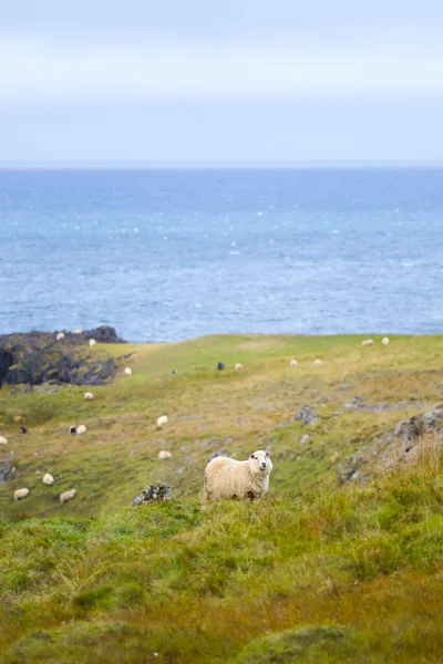 Ocean Coastline yakınlarındaki Dağ Çayırında İzlanda Koyun Otlağı, Saf ve Temiz Doğadaki Ev Hayvanları Grubu. Ekolojik olarak Temiz Kuzu eti ve Yün Üretimi. Manzara Bölgesi. Yüksek kalite fotoğraf