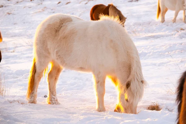 Horses In Winter. Rural Animals in Snow Covered Meadow. Pure Nature in Iceland. Frozen North Landscape. Icelandic Horse is a Breed of Horse Developed in Iceland. Shot in 8k Resolution.