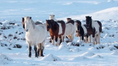 Horses In Winter. Rural Animals in Snow Covered Meadow. Pure Nature in Iceland. Frozen North Landscape. Icelandic Horse is a Breed of Horse Developed in Iceland. Shot in 8k Resolution.