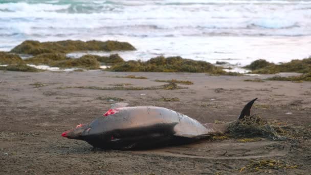 Halott Delfin Festői Téli Strandon Naplementekor Havas Hegyek Óceánok Egy — Stock videók
