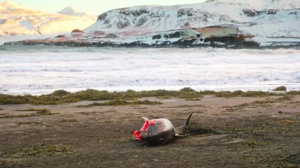 Halott Delfin Festői Téli Strandon Naplementekor Havas Hegyek Óceánok Egy — Stock videók