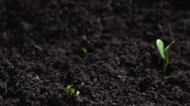 Plant Germination from Soil, Green Sprout Slowly Growing from Ground in Nature, Beautiful Farm and Garden Time Lapse. Growing Vegetables in a Greenhouse. Shot in 8k resolution. 