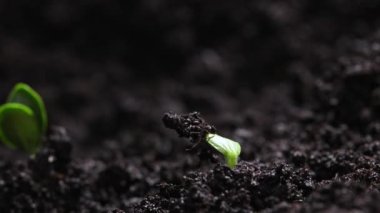 Plant Germination from Soil, Green Sprout Slowly Growing from Ground in Nature, Beautiful Farm and Garden Time Lapse. Growing Vegetables in a Greenhouse. Shot in 8k resolution. 