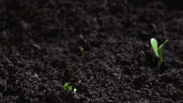 Plant Germination Soil Green Sprout Slowly Growing Ground Nature Beautiful — Vídeos de Stock