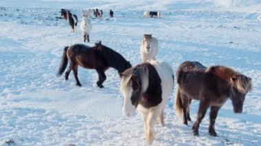 Horses In Winter. Rural Animals in Snow Covered Meadow. Pure Nature in Iceland. Frozen North Landscape. Icelandic Horse is a Breed of Horse Developed in Iceland. Shot in 8k Resolution.