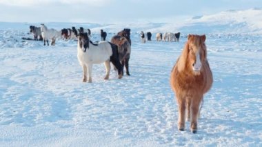 Horses In Winter. Rural Animals in Snow Covered Meadow. Pure Nature in Iceland. Frozen North Landscape. Icelandic Horse is a Breed of Horse Developed in Iceland. Shot in 8k Resolution.