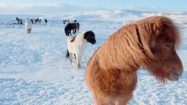 Horses In Winter. Rural Animals in Snow Covered Meadow. Pure Nature in Iceland. Frozen North Landscape. Icelandic Horse is a Breed of Horse Developed in Iceland. Shot in 8k Resolution.