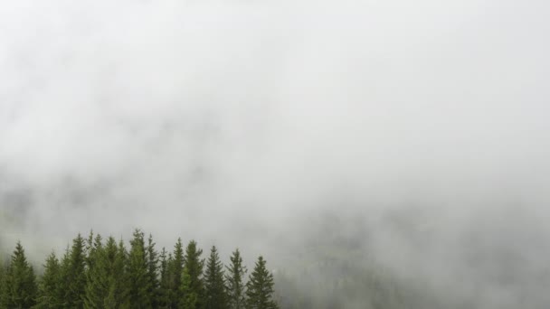 山の中で雨の天気 雲の時間経過で松の木の森の上に吹いて 霧の日に山の丘の上にトウヒの森の木 高品質4K映像 — ストック動画