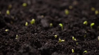 Agriculture. Growing plants in time lapse. Sprout germination at spring. Green seedling in soil. Agriculture concept. Life of young sprout. Sprouted seed in fertile soil.