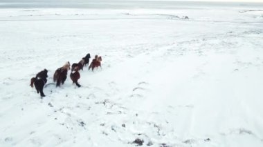 Horses Running in Winter Field. Rural Animals in Snow Covered Meadow. Pure Nature in Iceland. Frozen North Landscape Aerial View 4k. Icelandic Horse is a Breed of Horse Developed in Iceland.