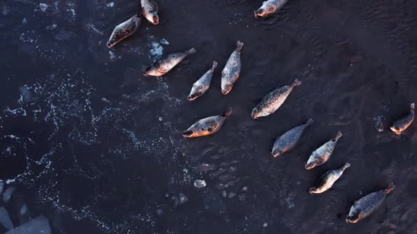 毛皮海豹躺在冰岛黑沙海滩的海岸上 落日时分 海洋海岸浮冰飘浮 冰岛野生动物自然基金会 自然环境中的动物 航观4K — 图库视频影像