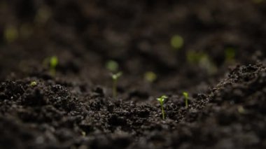 Agriculture. Growing plants in time lapse. Sprout germination at spring. Green seedling in soil. Agriculture concept. Life of young sprout. Sprouted seed in fertile soil. 