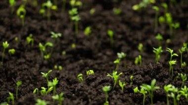 Agriculture. Growing plants in time lapse. Sprout germination at spring. Green seedling in soil. Agriculture concept. Life of young sprout. Sprouted seed in fertile soil. 